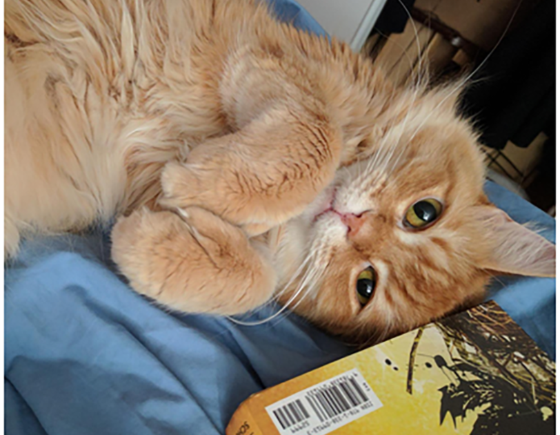An orange cat lies on its back, next to a book, as it looks up at the camera.