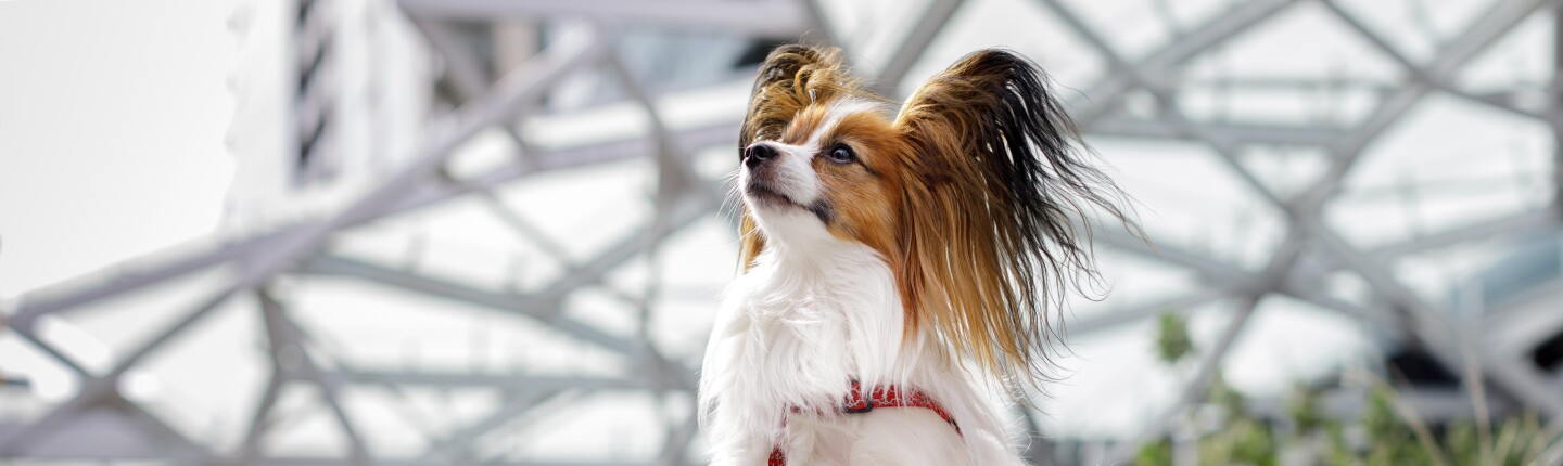 Dog of the Week - Frankie