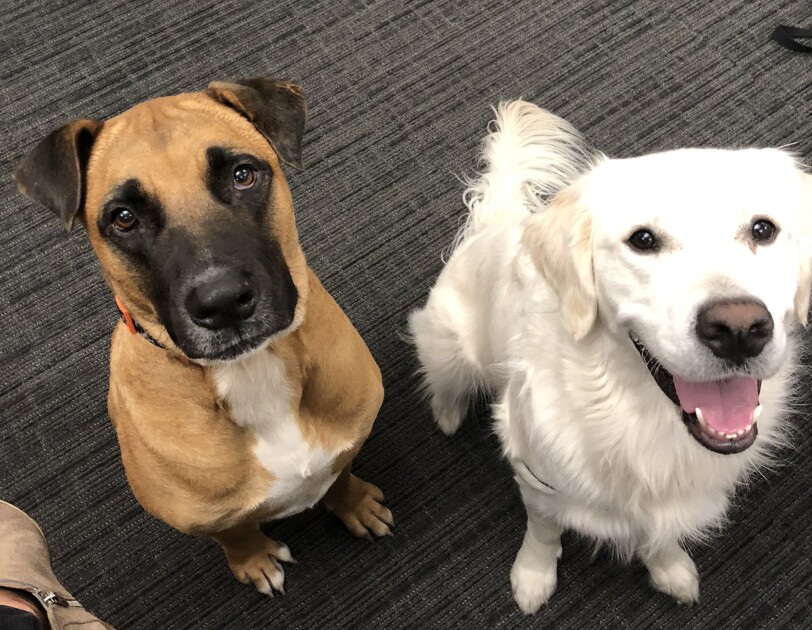 Dogs of Amazon - deux chiens levant