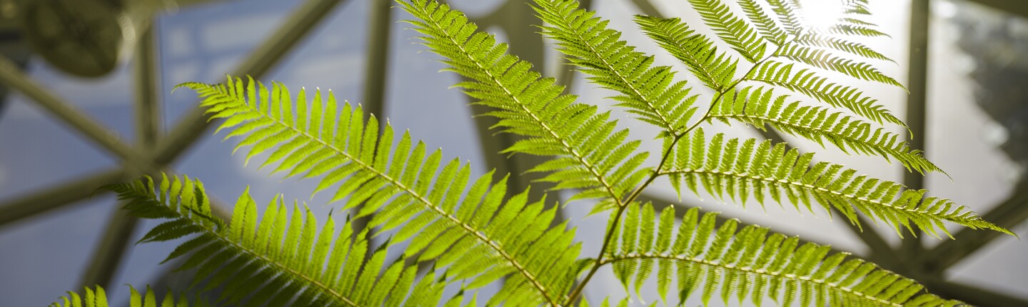 Sustainability image - fern at Amazon Spheres