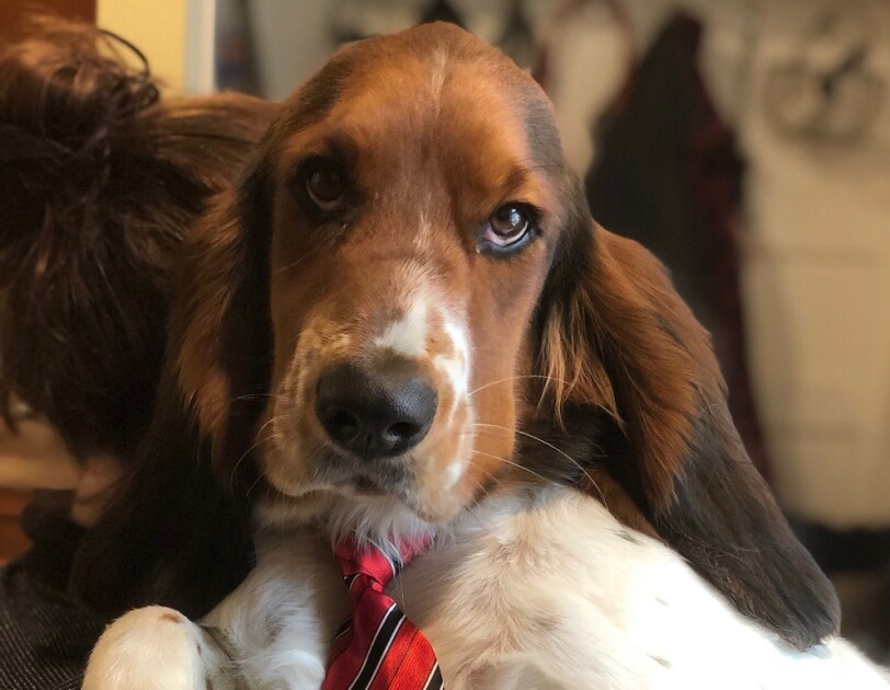 A Basset Hound leans against the arm of a sofa, looking into the camera, while wearing a tie.