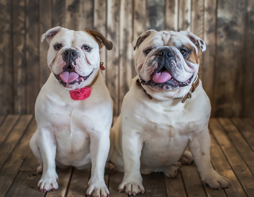 Two bulldogs sit next to each other in front of a wood backdrop. Both have their tongues out. One wears a leather collar while the other wears a collar with a rose on it.
