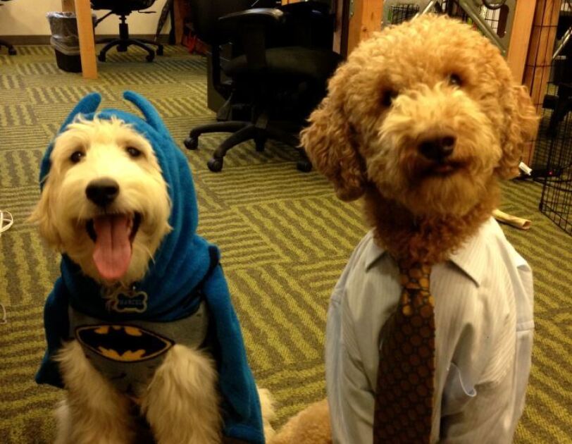 Two dogs at Amazon offices, dressed as Batman and a business man.
