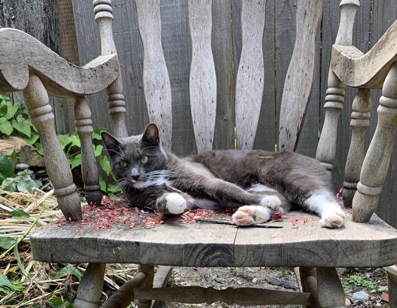 Look What The Cat Can T Drag In