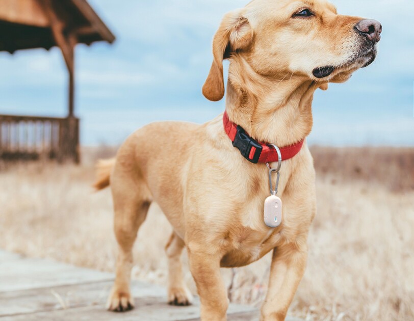 Dog standing on a coastal boardwalk, wearing a red collar and Fetch device.