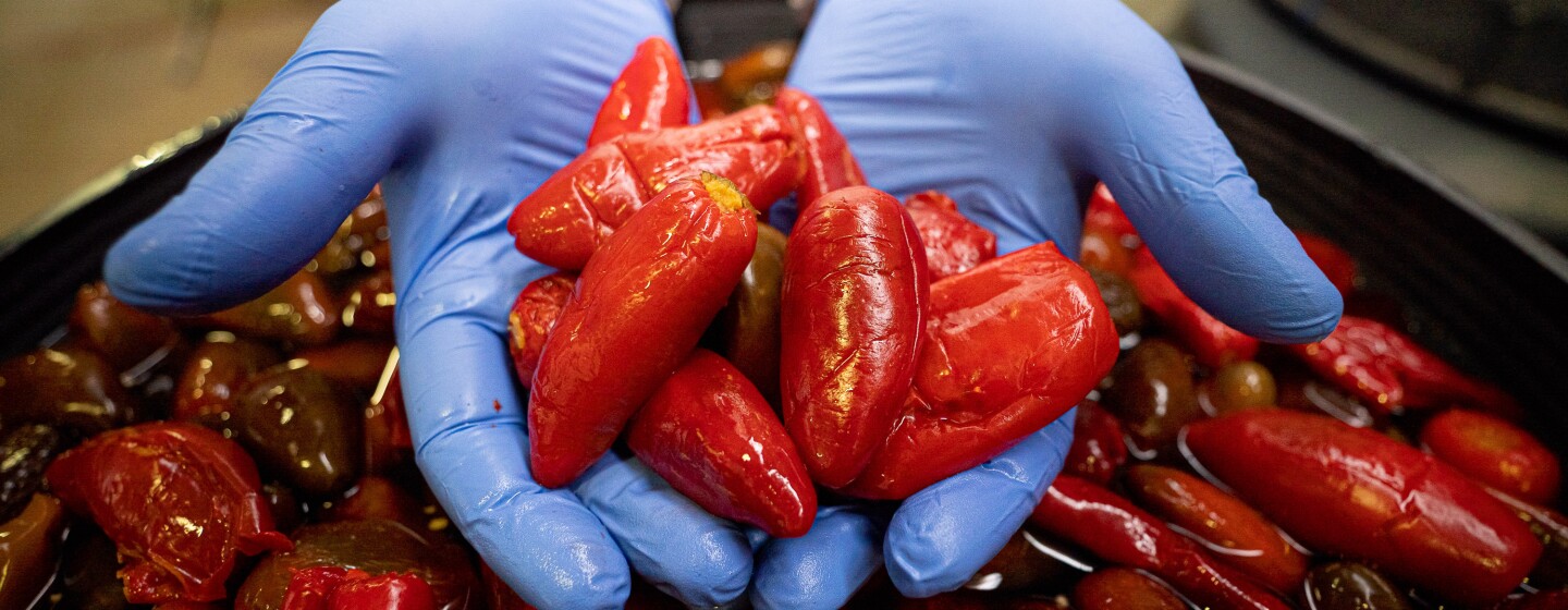 En primer plano jalapeños rojos macerados en un cubo negro. Unas manos con unos guantes de color azul agarran unos cuando jalapeños.